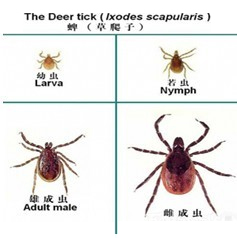 蜱蟲的危害