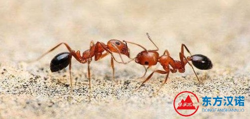 螞蟻搬家要下雨？螞蟻怎么會天氣預報？