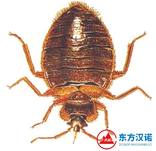 【臭蟲怎么消滅，建議臭蟲防治要預(yù)防和滅治相結(jié)合！—北京專業(yè)滅殺臭蟲公司東方漢諾】