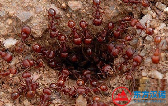 紅火蟻入侵12省份435個縣市區，專家：遇到快跑！-東方漢諾-北京快訊
