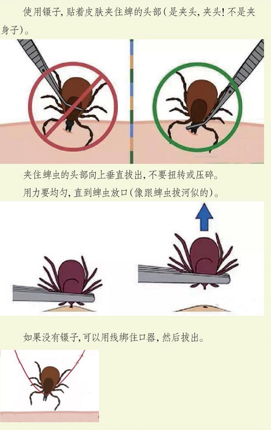【北京專業滅蟲公司】東方漢諾—北京快訊