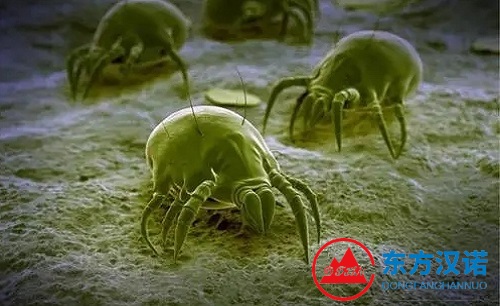 【科普】認識螨蟲：小生物的世界奇妙之旅