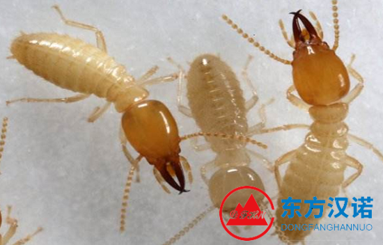 【北京專業(yè)白蟻防治公司】東方漢諾—北京快訊