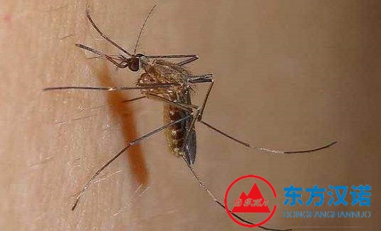 【北京專業(yè)滅除蚊子公司】東方漢諾—北京快訊