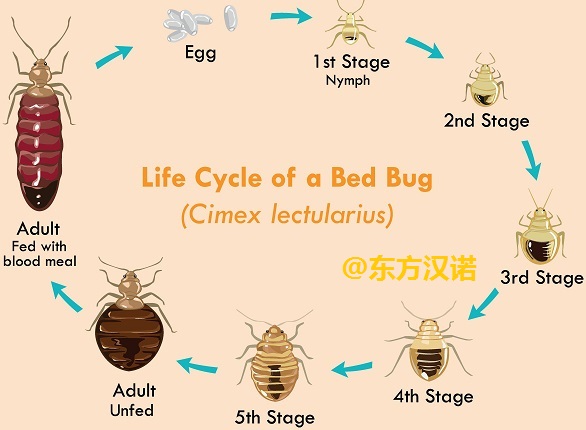 【北京專業除臭蟲公司】東方漢諾—北京快訊