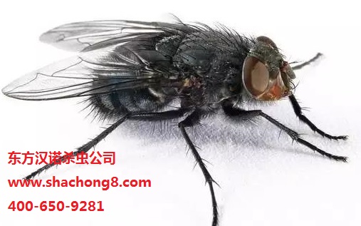 蒼蠅名片：大頭金蠅——?jiǎng)e名“紅頭繩”“小紅帽”