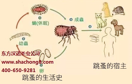 【家里有跳蚤怎么辦？室內(nèi)滅跳蚤你可以這樣做！—北京專業(yè)滅跳蚤公司東方漢諾】