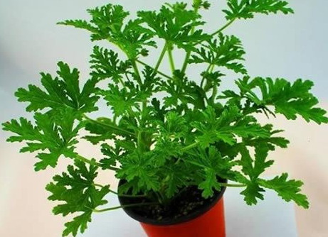 驅(qū)蚊植物常見的有哪些？家里種驅(qū)蚊草真的能驅(qū)蚊嗎？-東方漢諾-北京快訊
