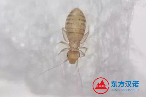 【北京專業殺蟲公司】東方漢諾—北京快訊