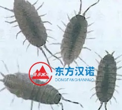 【北京專業除蟲公司】東方漢諾—北京快訊