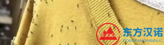 大量小飛蟲小黑蟲出現，專盯黃色和綠色，你困擾了么？-東方漢諾-北京快訊