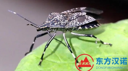 椿象——會(huì)飛的臭蟲，也叫臭大姐！